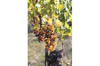 vino